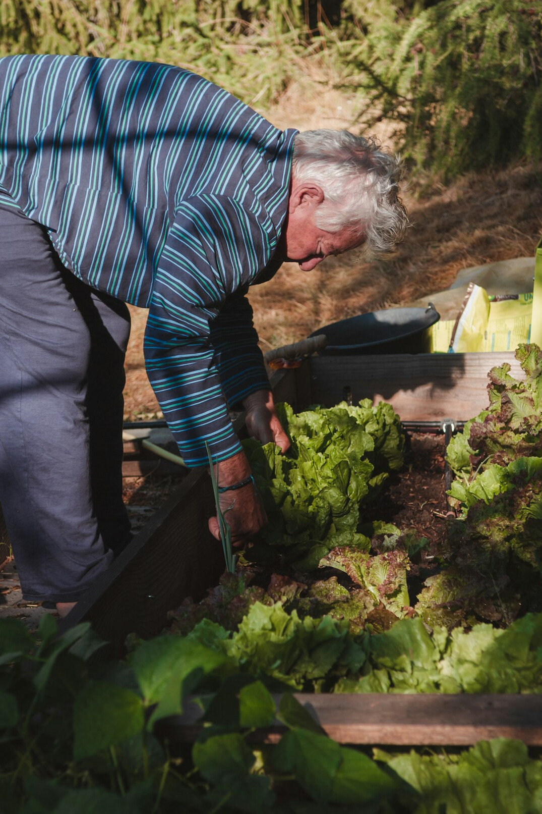 senior using tablet in garden